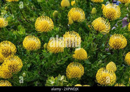 Gelbes Leucospermum cordifolium in Morro Bay, Kalifornien. Grüne Blätter im Hintergrund. Stockfoto