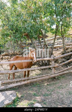 Das Bay Horse steht mit seinem Kopf auf einem hölzernen Zaun auf einer Weide Stockfoto