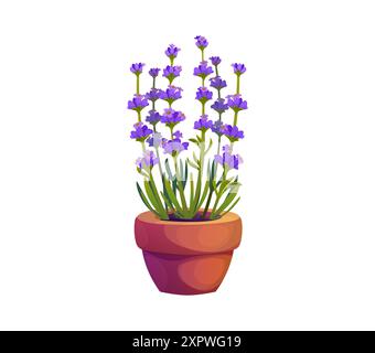 Lavendelpflanze in Cartoon-Töpfen mit leuchtenden violetten Blüten und grünen Blättern. Isolierte Vektor-Gartenpflanze für Wohnkultur, Bio-Kräuterkosmetik und Stock Vektor