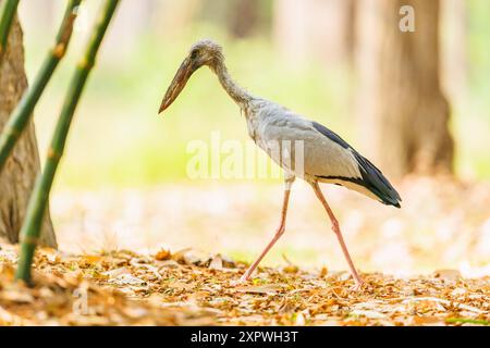 Openbill Stork sucht im Wald nach Nahrung Stockfoto