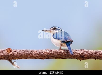 Pacific Kingfisher hockte auf einem Ast Stockfoto