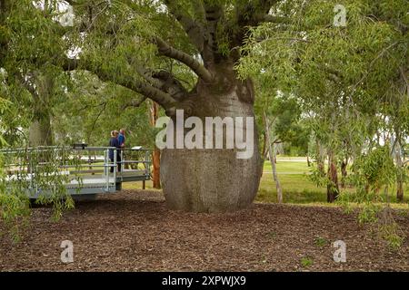 Roma's größter Flaschenbaum, Roma, Region Maranoa, South West Queensland, Australien Stockfoto