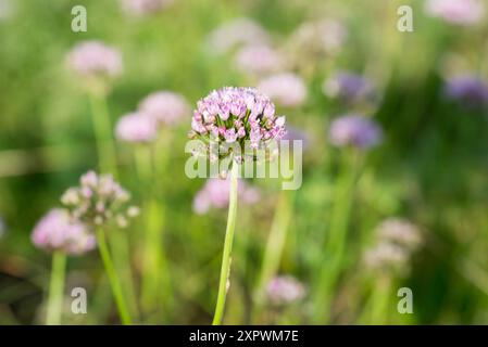 Maus Knoblauch, Allium angulosum Wiesenblumen Nahaufnahme selektiver Fokus Stockfoto