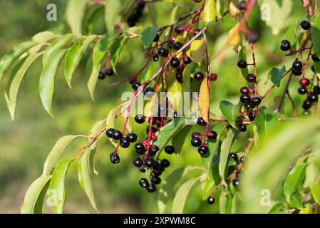 Prunus serotina, Wildkirsche essbare Beeren aus der Nähe selektiver Fokus Stockfoto