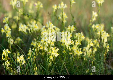 toadflax, Linaria vulgaris Wiesengelbblumen Nahaufnahme selektiver Fokus Stockfoto