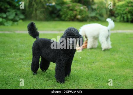 Schwarz-weiße Pudel spielen mit Spielzeug im Garten. Stockfoto
