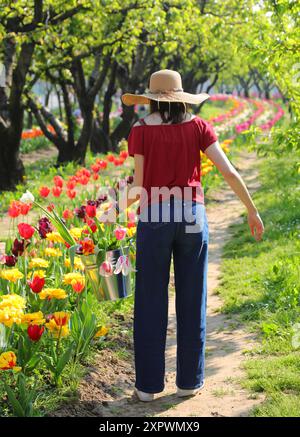 Ein junges Mädchen mit Strohhut, das im Frühjahr blühende Tulpen mit Blecheimer pflückt Stockfoto