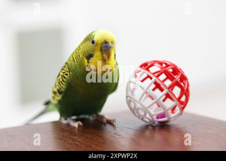 Hauspapagei. Niedlicher Wellensittich und Spielzeugball auf Holztisch Stockfoto