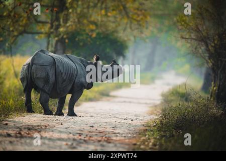 Ein gehörntes Nashorn aus kaziranga assam Stockfoto