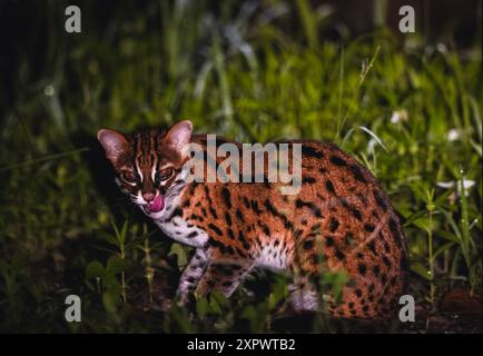 sunda Leopardenkatze aus Danum Valley borneo Stockfoto