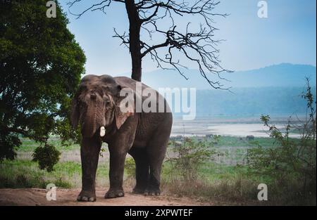 indischer Elefant aus corbett Tiger Reserve Stockfoto