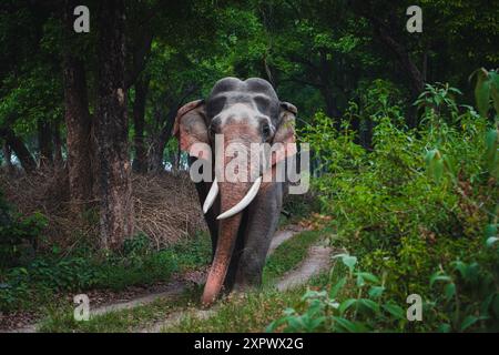 indischer Elefant aus corbett Tiger Reserve Stockfoto