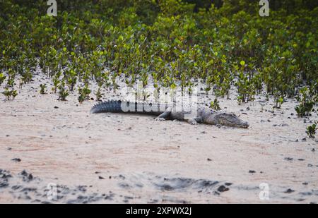 Salzwasserkrokodil aus Sundarbans Mangrove Stockfoto