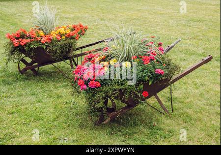 Verschiedene Blumen wachsen in alten rostigen Schubkarren im Retro-Stil auf grünem Rasen. Wiederverwendung alter Gartengeräte als Blumenbeet im Sommer. Stockfoto