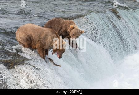 Braunbären verpassten die Lachse, die die Brooks Falls hinaufsprangen. Katmai Nationalpark. Alaska. Stockfoto