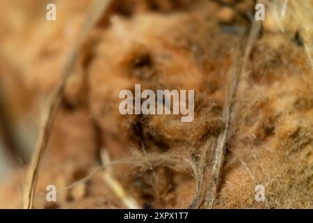 Verschwommener Hintergrund der alten Glaswolle Nahaufnahme. Stockfoto