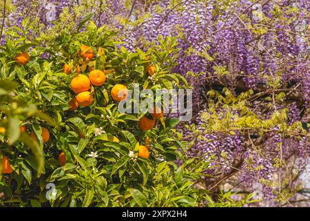 Malerischer Blick auf Orangenbäume, umgeben von blühenden Wisterien in Südfrankreich Stockfoto
