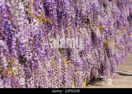 Malerischer Blick auf die blühende Wisteria in Südfrankreich Stockfoto