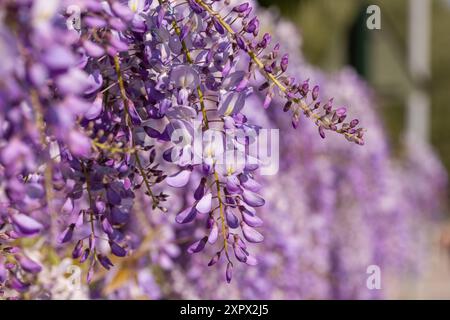 Nahaufnahme der blühenden Wisterien in Südfrankreich Stockfoto