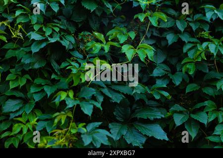 Abstrakte grüne Blattstruktur, dunkelgrüner Hintergrund der Natur Stockfoto