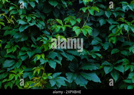 Abstrakte grüne Blattstruktur, dunkelgrüner Hintergrund der Natur Stockfoto