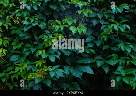 Abstrakte grüne Blattstruktur, dunkelgrüner Hintergrund der Natur Stockfoto