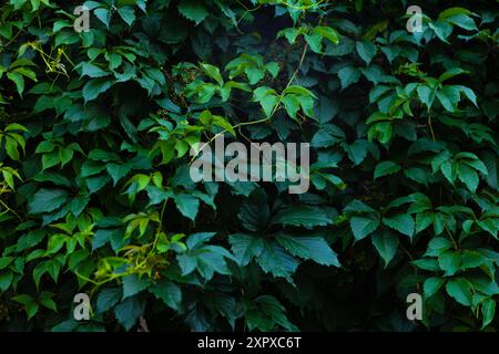Abstrakte grüne Blattstruktur, dunkelgrüner Hintergrund der Natur Stockfoto