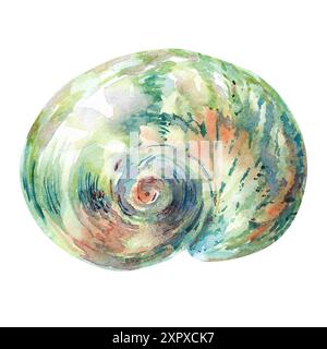 Muschelisolat der Unterwasserwelt von Hand in Aquarell gezeichnet. Turboschale, Mondmeerschale glatt, rund, spiralförmig mit blau, grün, rot, braun Stockfoto