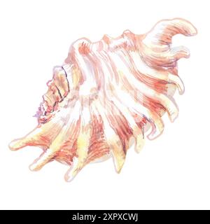 Muschelisolat der Unterwasserwelt in Aquarellen. Skorpion Spider Conch Seeschale aus flacher, welliger Fächerform mit langen Vorsprüngen an den Kanten Stockfoto
