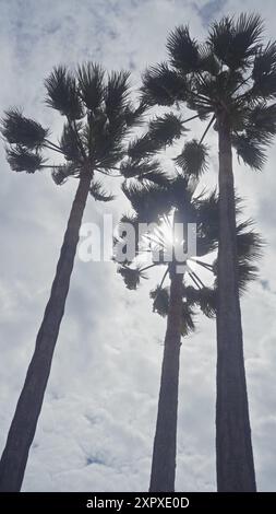 Hohe Palmen, die vor einem bewölkten Himmel stehen, und die Sonne blickt durch ihre Blätter Stockfoto