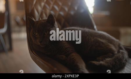 Britische Kurzhaar-Katzen-Lounges sind elegant auf einem Lederstuhl in einer ruhigen Indoor-Szene Stockfoto