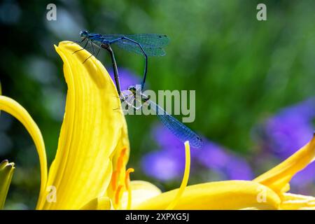 Detaillierte Seite auf Bild eines Paares gemeiner Blauer Damselfliegen (Enallagma cyathigerum) in einem „Paarungsrad“ auf einer gelben Iris, neben einem Gartenteich. Stockfoto