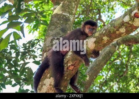 Iguazu-Nationalpark, Argentinien. Ein Kapuzineraffe im Regenwalddach Stockfoto