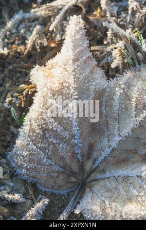 Ein frostiges Blatt auf dem Boden, bedeckt mit zarten Eiskristallen, umgeben von gefrorenen Zweigen und Boden. Stockfoto