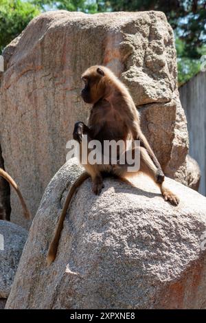 Junggelada (Theropithecus gelada) ist eine monotypische Primatenart aus der Affenfamilie (Cercopithecidae), Wilhelma, Stuttgart Stockfoto