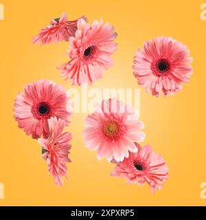 Rosafarbene Gerbera-Blüten in der Luft auf goldenem Hintergrund Stockfoto
