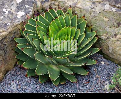 SpiralAloe, Kroonaalwyn, Lekhala Kharetsa oder mehrblättrige Aloe, Aloe polyphylla, Asphodelaceae. Lesotho, Südafrika. Stockfoto