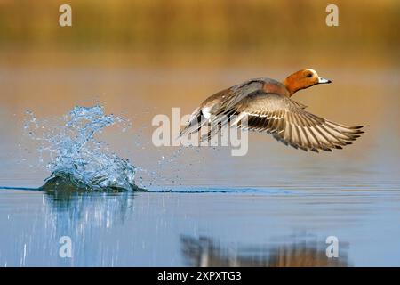 Europäische Witwe (Anas penelope, Mareca penelope), drake vom Wasser aus, Seitenansicht, Italien, Toskana Stockfoto