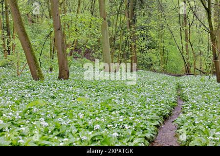 ramson, Buckrams, wilder Knoblauch, breitblättriger Knoblauch, HolzKnoblauch, Bärenlauch, BärenKnoblauch (Allium ursinum), Pfad durch einen blühenden Stand auf dem Fo Stockfoto