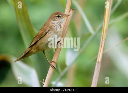 savi's Grumbler (Locustella luscinioides), auf einem Schilfstamm, Seitenansicht, Italien, Toskana Stockfoto