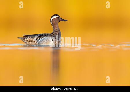 Garganey (Spatula querquedula, Anas querquedula), Mann schwimmt auf einem See im Morgenlicht, Italien, Toskana, Lago Miscelin Stockfoto