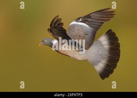 Holztaube, gemeine Holztaube (Columba palumbus), im Flug, Seitenansicht, Italien, Toskana, Piana di Sesto Fiorentino, Sexten Fiorentino; Florenz Stockfoto