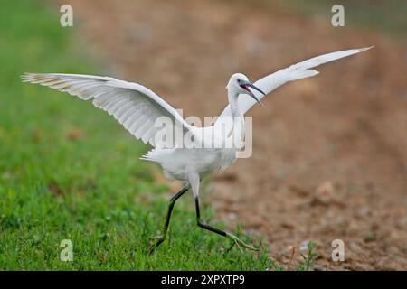 Kleiner Reiher (Egretta garzetta), beginnend mit ausgestreckten Flügeln, Italien, Toskana Stockfoto
