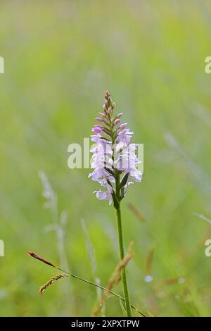 Fleckorchidee (Dactylorhiza fuchsii, Dactylorhiza maculata ssp. Fuchsii), Blooming, Deutschland, Nordrhein-Westfalen, Sauerland, Hagen-Hohenlim Stockfoto