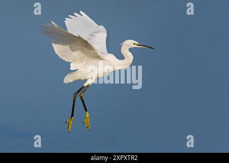 Kleiner Reiher (Egretta garzetta), im Flug, Seitenansicht, Italien, Toskana Stockfoto