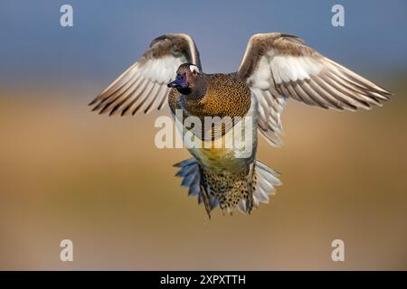 Garganey (Spatula querquedula, Anas querquedula), männliche Landung, Italien, Toskana, Stagni dei Col Stockfoto