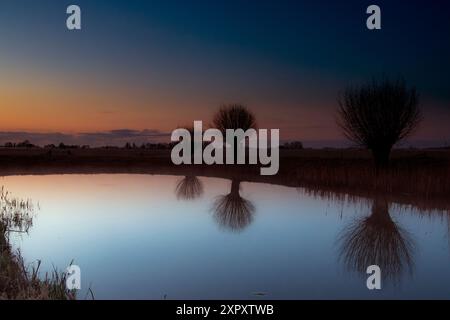 weide, Weide (Salix spec.), bestäubte Weiden auf einem Kanal bei Sonnenaufgang, Niederlande, Frisia, Wirdum Stockfoto