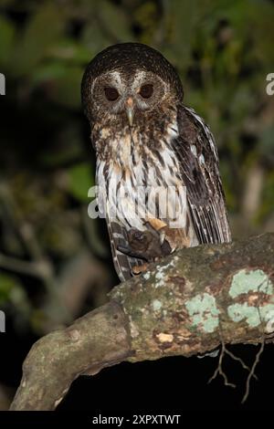 Gefleckte Eule (Ciccaba virgata, Strix virgata), auf einem Zweig in einem dunklen Regenwald, Guatemala Stockfoto