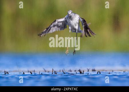 Gemeiner Grünschinken (Tringa nebularia), Start aus einem flachen Teich, Italien, Toskana, Lago di Massaciuccoli Stockfoto