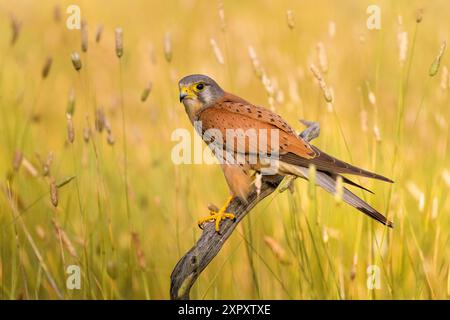 Europäischer Kestrel, eurasischer Kestrel, Alte Welt-Kestrel, gemeiner Kestrel (Falco tinnunkulus), männlicher Aussichtspunkt auf hohem Gras, Italien, Toskana, C Stockfoto